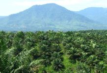 PT SIL Diduga 25 Tahun Rambah Kawasan Hutan Tanpa Izin