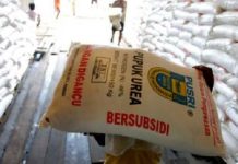 Petani Menjerit, Pupuk Subsidi Malah Dibajak untuk Perkebunan Sawit di Bengkulu